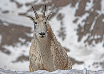 Naklejka na ściany i meble Male wild goat on Mt. Evans just after a snowfall.