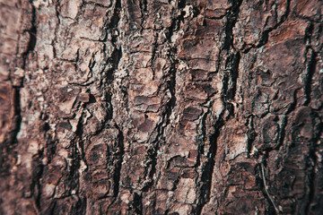 Relief texture background of the brown bark of a tree. Wallpaper for device