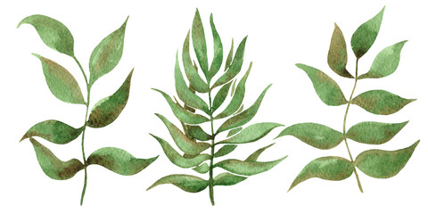 Watercolor leaves set isolated on white background. Hand drawn botanical watercolor illustration. Floral illustration on white backdrop. Leaf set. 