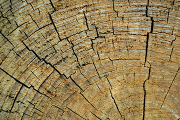 Fototapeta premium wooden texture 