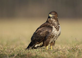 Common buzzard (Buteo buteo) close up