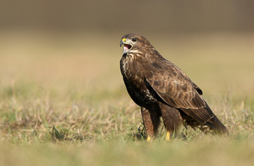 Common buzzard (Buteo buteo) close up