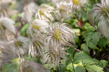 Fluffy heads of clematis seeds in late summer or autumn, faded flowers with silver balls of seeds