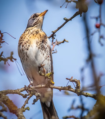 Drossel im Baum