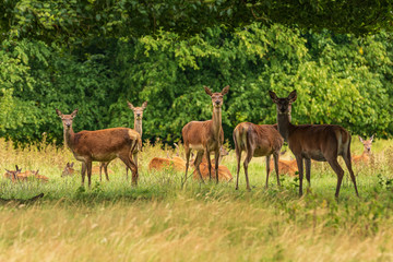 Naklejka na ściany i meble Red Deer