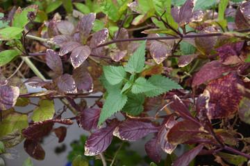 Obraz premium Green nettle and purple leaves of cobaea in the garden on the balcony in autumn. Cultural and wild plants.