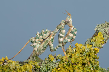 Thistle Mantis (Blepharopsis mendica) nymph