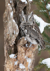 Eastern screech owl camouflaged against tree bark in winter forest
