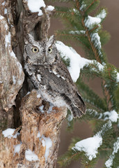 Eastern screech owl camouflaged against tree bark in winter forest