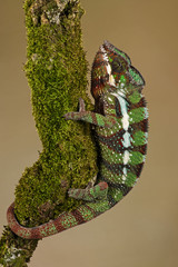 Ambilobe Panther Chameleon (Furcifer pardalis) 