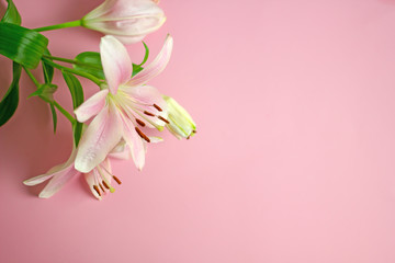 Lily flower. Side view of a white lily flower on a pink background