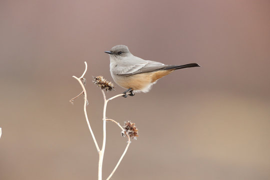 Say's phoebe (Sayornis saya) New Mexico USA