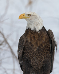 Bald eagle closeup portrait against white winter background