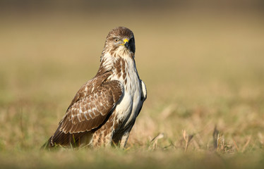 Common buzzard (Buteo buteo) close up