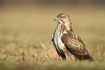 Common buzzard (Buteo buteo) close up