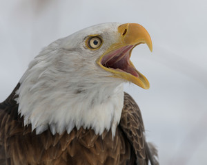 Bald eagle closeup with open mouth against white winter background