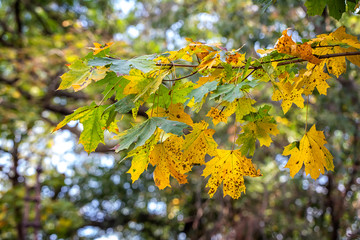 colorful autumn leaves on a tree branch. Nature background