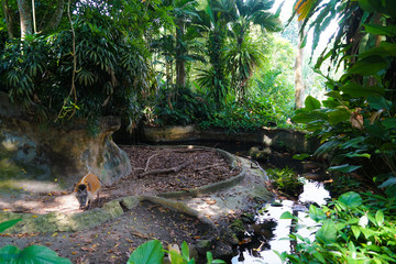 野生のアカカワイノシシのイメージ