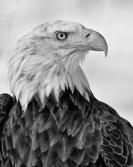 Bald eagle closeup profile B&W portrait against white winter background