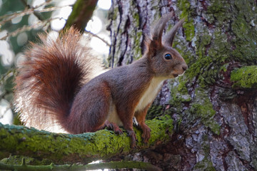 A cute young red squirrel sits on a branch and looks carefully. Blurred forest in the background and big green branch closer.