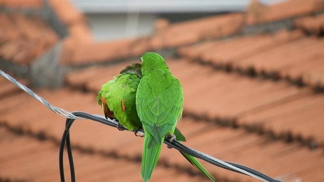 maritacas ou brazilian parrots landed on a high voltage wire in Brazil