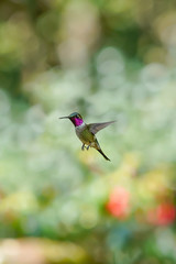 Hummingbird Amethyst Woodstar