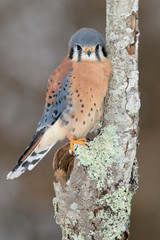 American kestrel perched on bare tree