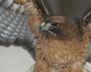 Red-tailed hawk closeup with expanded wings