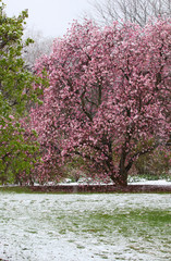 Beautiful spring nature background with blossoming magnolia tree. Close up view of pink magnolia blooming tree during unexpected snowfall in late April. Anomaly weather and climate change concept.