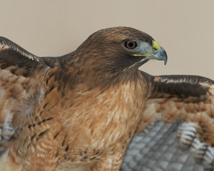 Red-tailed hawk closeup with expanded wings