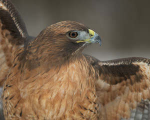 Red-tailed hawk closeup with expanded wings