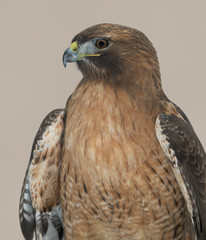 Red-tailed hawk portrait against brown background