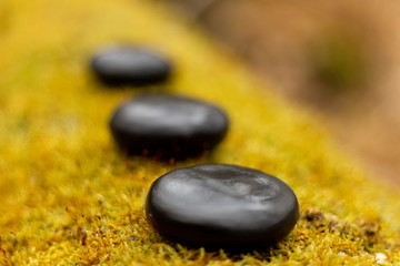vegetation mousse vert cailloux
