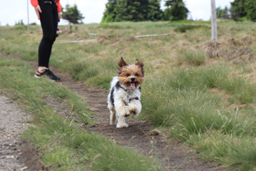 Cute Biewer Terrier runs to one owner to other. Biewer Yorkshire a la Pom Pon in move. Special dog race located in europe. Head of Yorkshire Terrier and body of some hybrid. Agility is his favorite