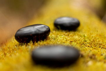 vegetation mousse vert cailloux