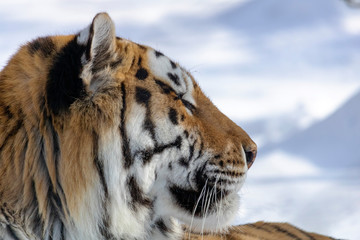 Tigre de l'amour au zoo de Granby l'hiver, Québec Canada