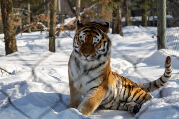Fototapeta na wymiar Tigre de l'amour au zoo de Granby l'hiver, Québec Canada