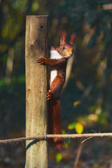 Simpática ardilla en la naturaleza