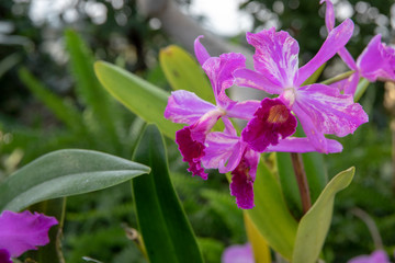 Pink orchids in bloom with green leaves