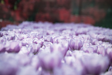 Obraz premium purple flowers in the garden
