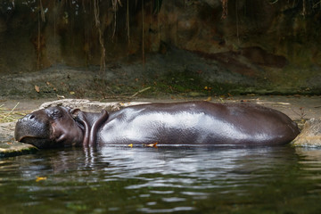 水浴びするカバのイメージ
