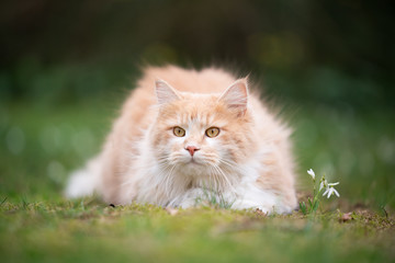 Naklejka na ściany i meble cute maine coon cat resting on grass next to a snowdrop flower