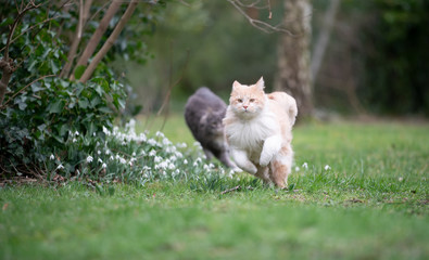Naklejka na ściany i meble two playful maine coon cats running outdoors on grass chasing each other
