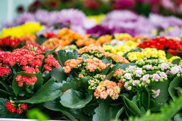flowers in the garden