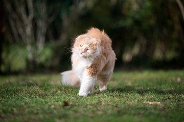 Naklejka na ściany i meble funny maine coon cat walking on lawn shaking head outdoors in sunlight