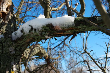  snow at the end of winter on a tree trunk at noon