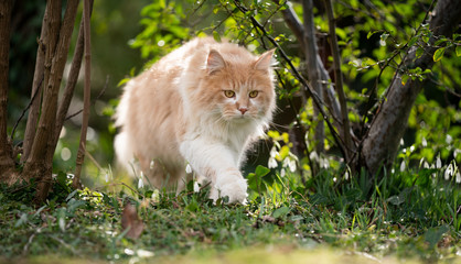 Naklejka na ściany i meble beige white maine coon cat walking between plants outdoors on the prowl