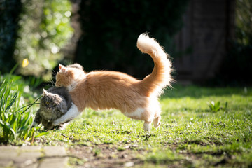 maine coon cat attacking another cat outdoors in sunny garden