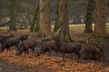 White-tailed deer foraging in park near Copenhagen