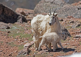 Wild Mountain Goat on Mt. Evans brings her baby down the mountain to eat.